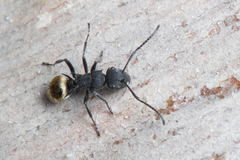 Polyrhachis erato