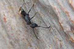 Polyrhachis erato