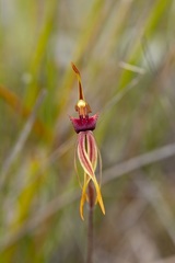 Caladenia ensata