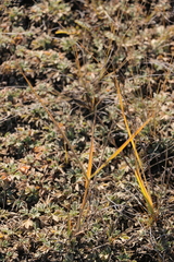 Leymus chinensis