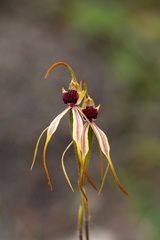 Caladenia longiclavata