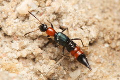 Paederus cruenticollis