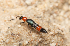 Paederus cruenticollis