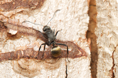 Polyrhachis tubifera