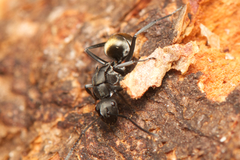 Polyrhachis tubifera