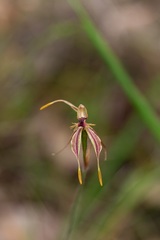 Caladenia plicata