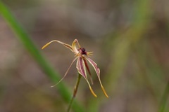 Caladenia plicata