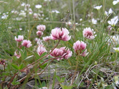 Trifolium pallescens