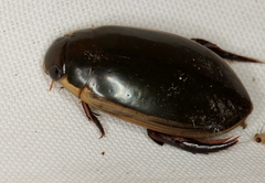 Cybister tripunctatus