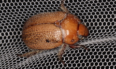 Anoplognathus velutinus