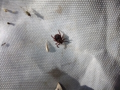 Dermacentor marginatus