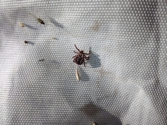 Dermacentor marginatus