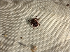 Dermacentor marginatus