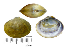 Corbicula fluminea