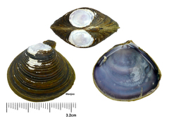 Corbicula fluminea