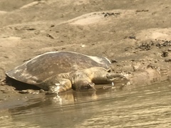 Apalone mutica mutica
