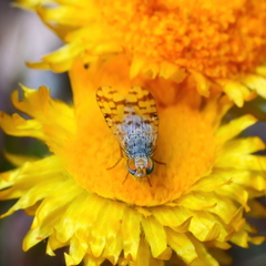 Austrotephritis pelia