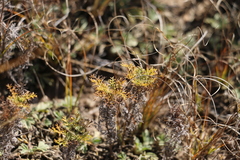 Artemisia adamsii