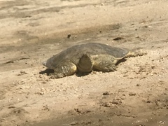 Apalone mutica mutica