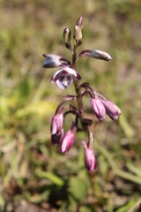 Eulophia hians hians