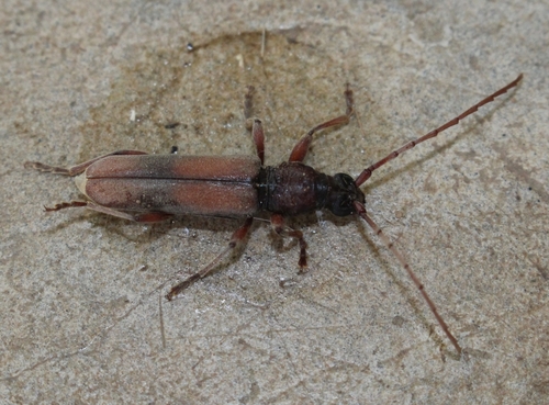 Derolus cinctus