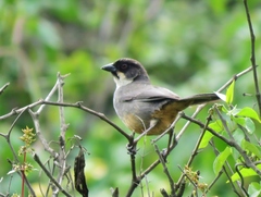 Rusty-Bellied Brush-Finch photo 2