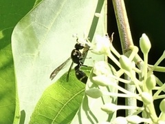 Apodynerus formosensis