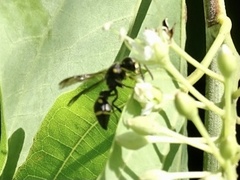 Apodynerus formosensis