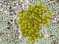 Colobanthus brevisepalus