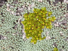 Colobanthus brevisepalus