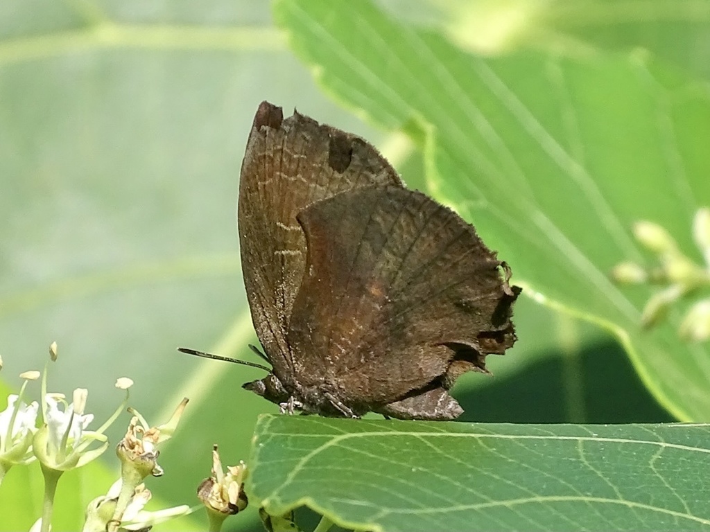 Falcate Oak Blue