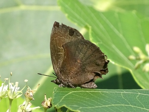 Falcate Oak Blue