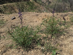 Lupinus truncatus