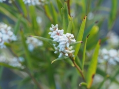 Leucopogon australis