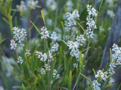 Leucopogon australis
