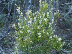 Leucopogon australis