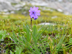 Primula glutinosa