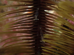 Hippolyte catagrapha