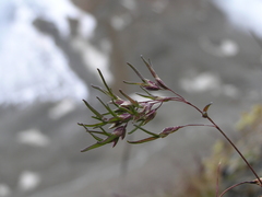 Poa alpina vivipara