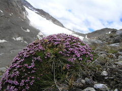 Silene acaulis exscapa