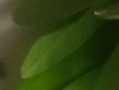 Diospyros dichrophylla