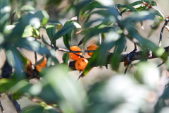 Hippophae sinensis
