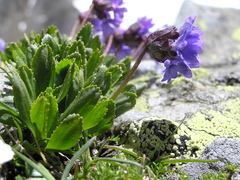 Primula glutinosa