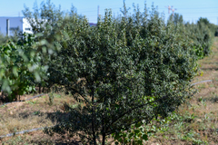 Hippophae sinensis