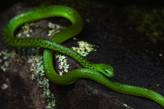 Philothamnus angolensis