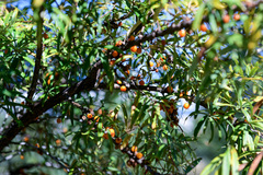 Hippophae sinensis