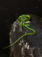 Philothamnus angolensis