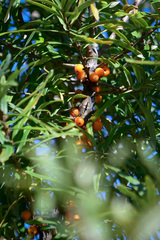 Hippophae sinensis