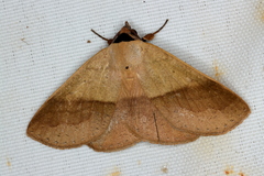 Ophyx ochroptera