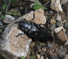 Chalcophora detrita